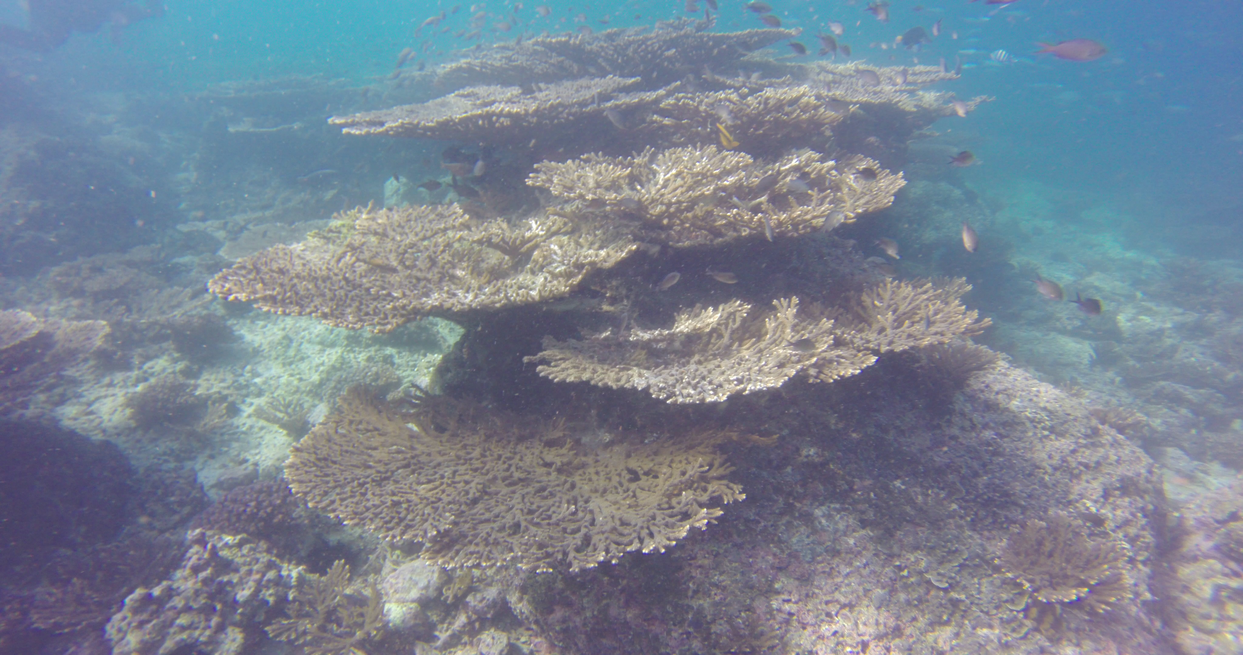 More Corals !